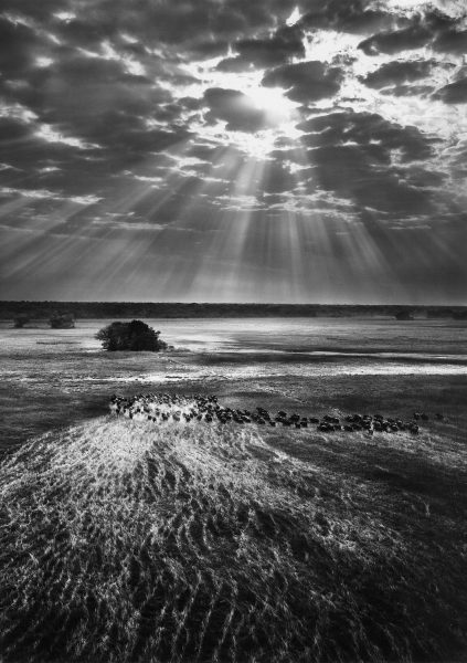 Sebastiao Salgado, BUFFALOS, KAFUE NATIONAL PARK, ZAMBIA, 2010