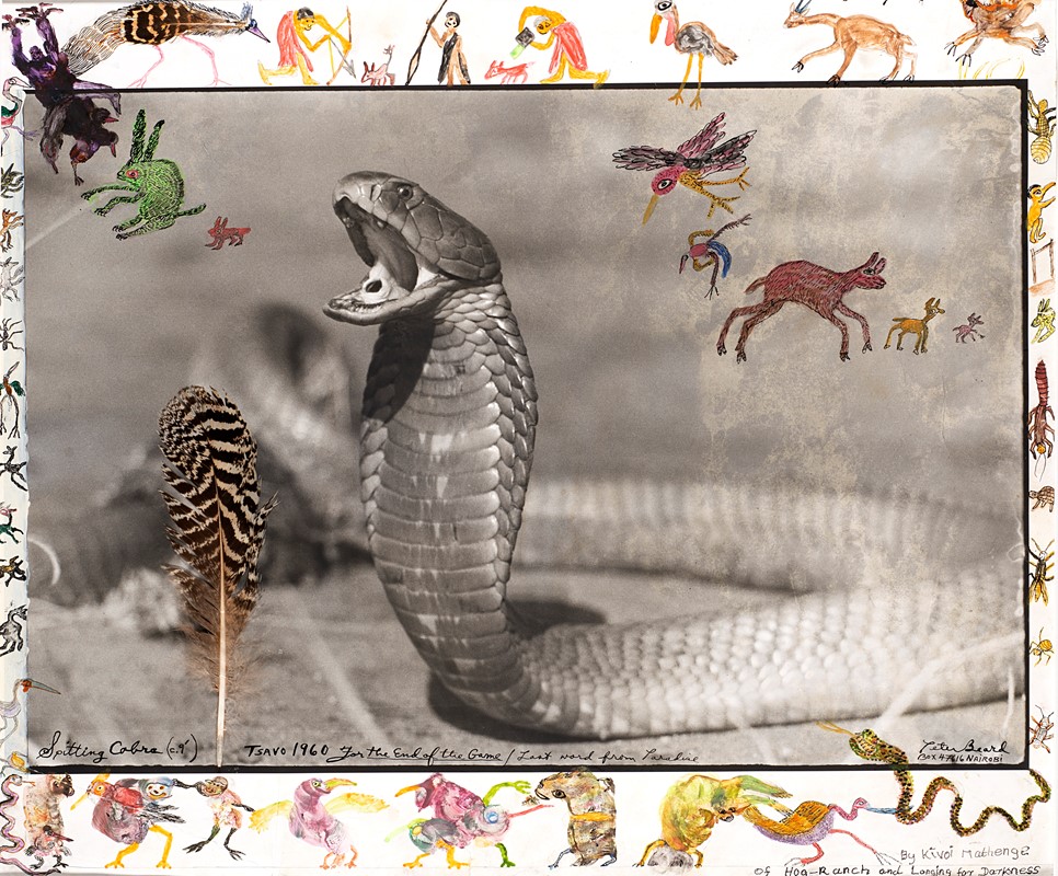 PETER BEARD, <em>Spitting Cobra, Tsavo</em>, 1960 - Venduto € 21.300